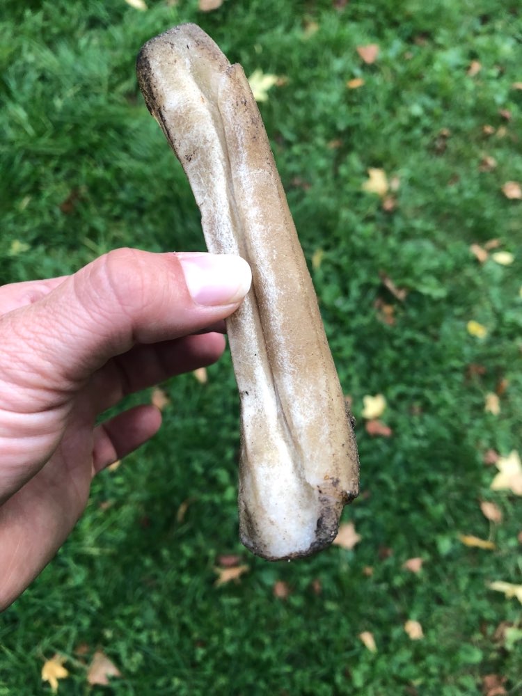 Giftköder-Ausgelegter Kauknochen-Profilbild