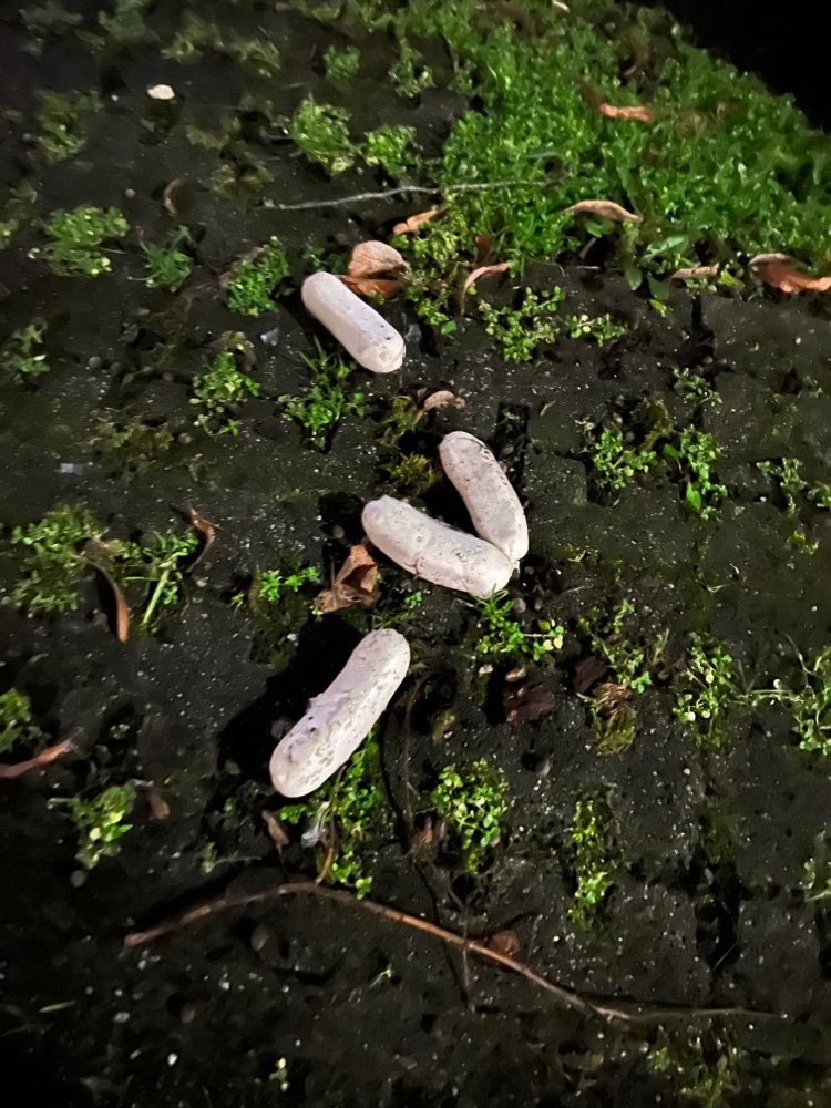 Giftköder-Ausgelegte Wurst-Profilbild