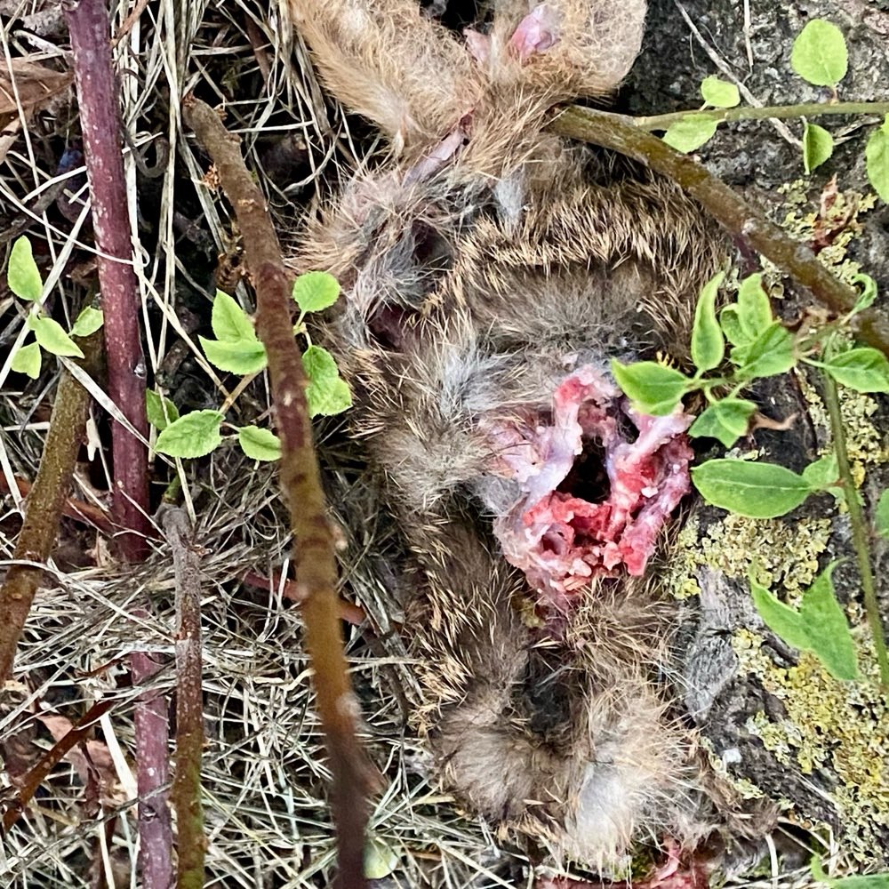 Giftköder-Totes Kaninchen-Profilbild