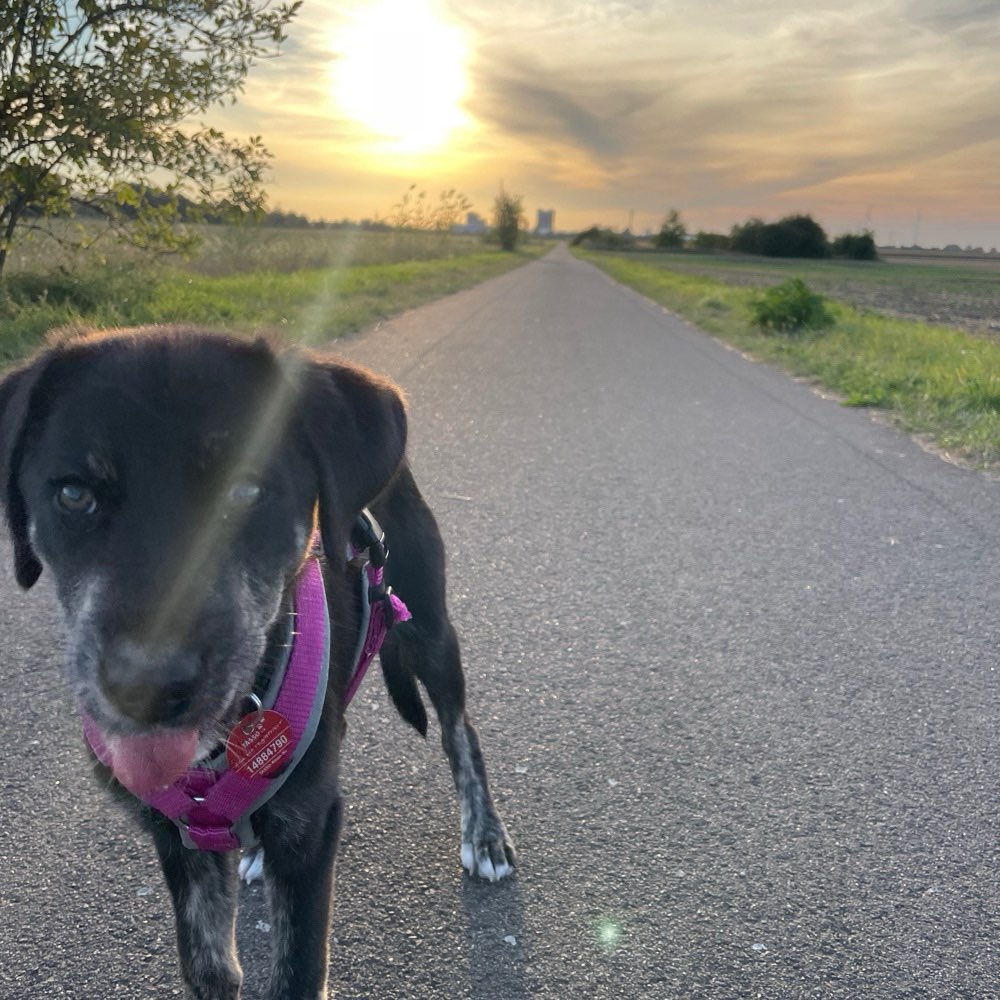 Hundetreffen-Welpentreffpunkt-Profilbild