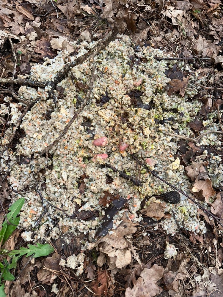 Giftköder-Verdächtigter Fund (Gift?)-Profilbild