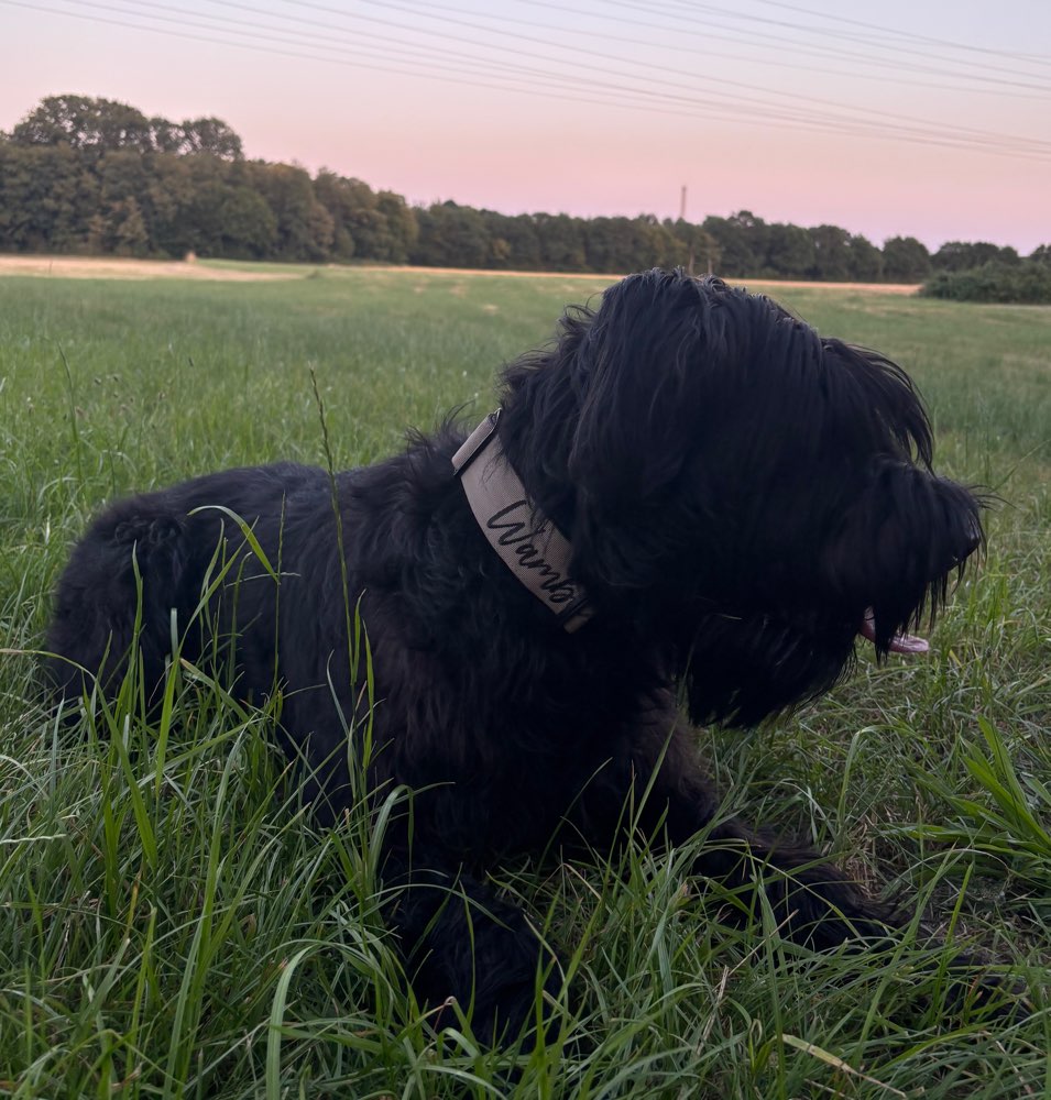 Hundetreffen-🐾Spieltreff mit Wambo🐾-Profilbild