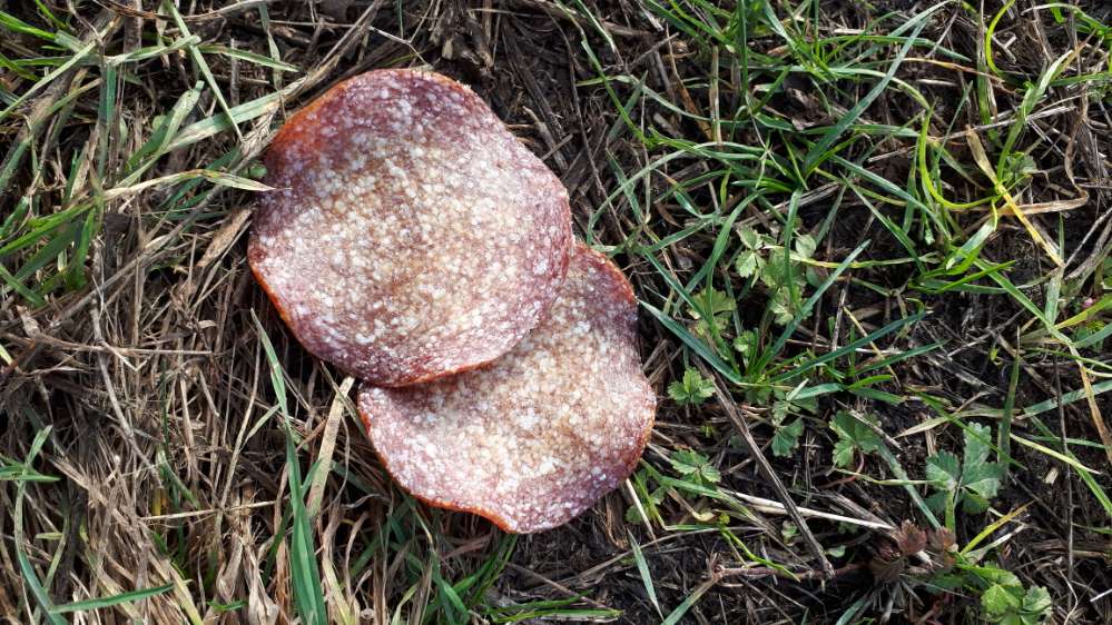 Giftköder-Mögliche Giftköder ausgelegt-Profilbild