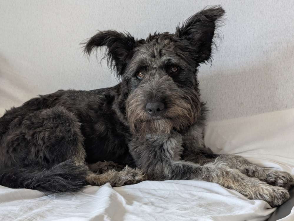 Hundetreffen-Gassirunde in Singen-Profilbild