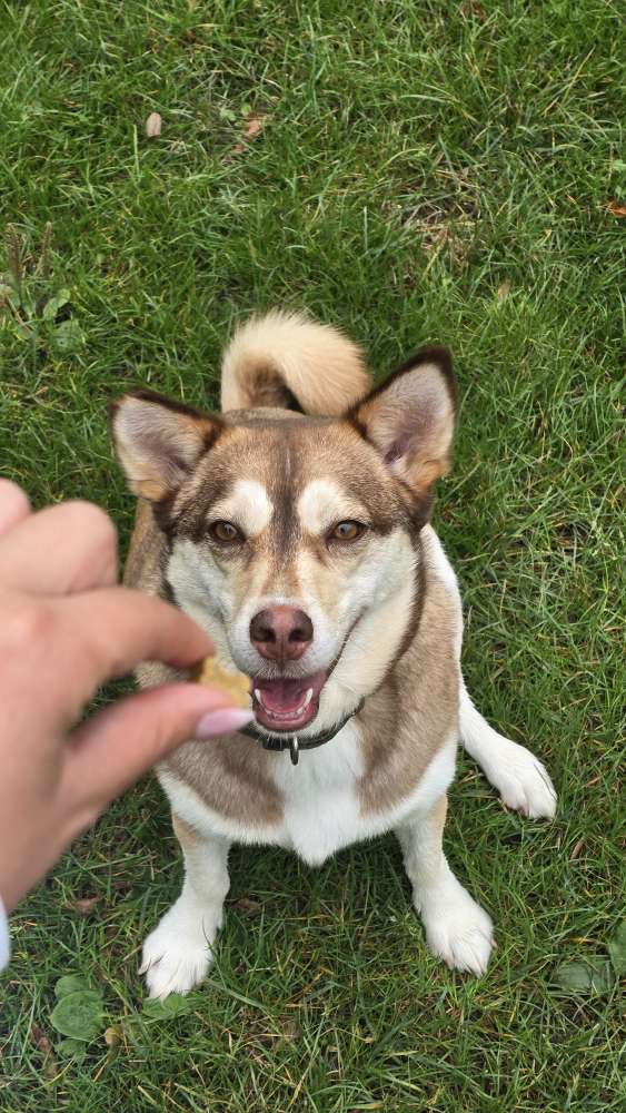 Hundetreffen-Gassirunde nach Absprache-Profilbild
