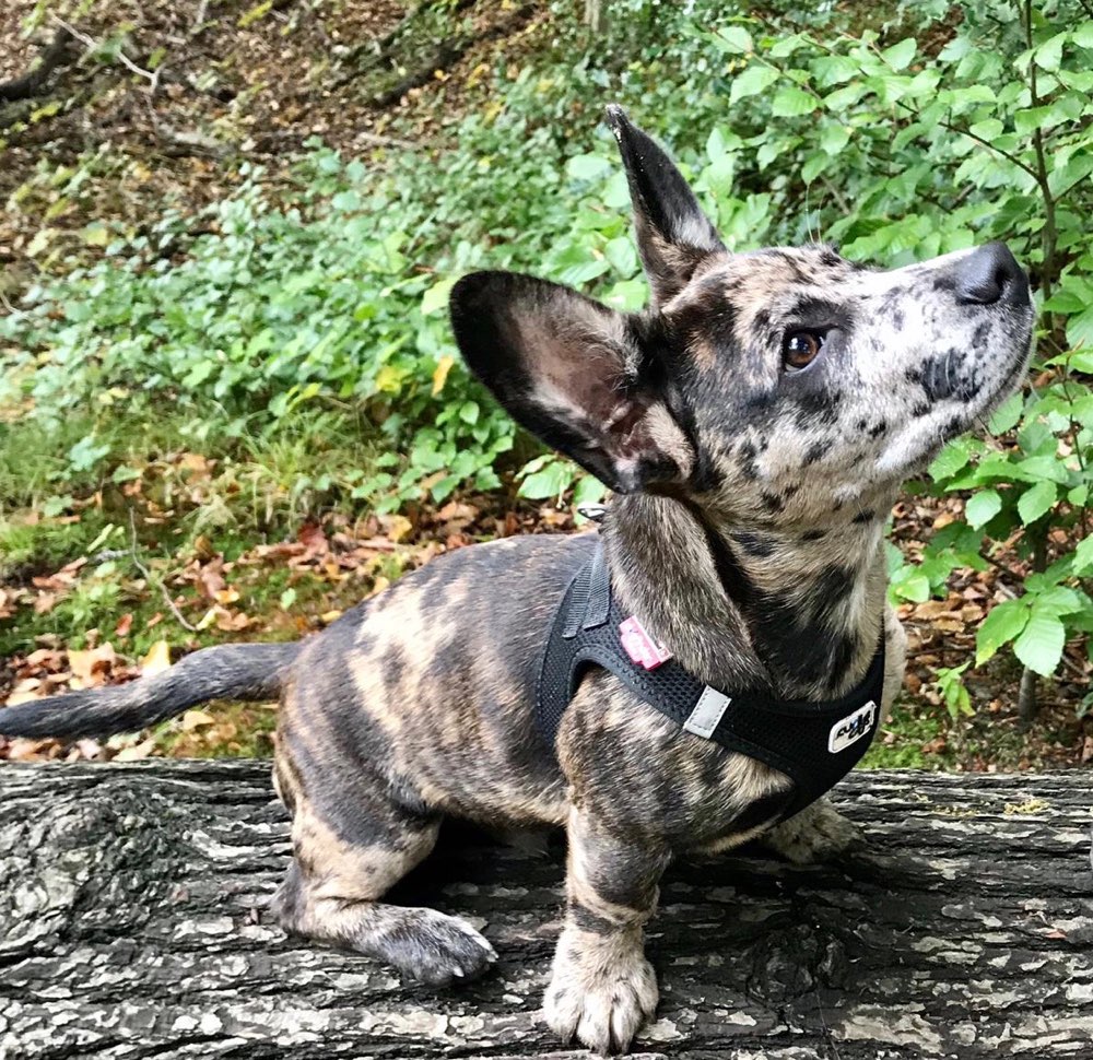 Hundetreffen-Gassirunde in Dortmund mit gut sozialisiertem Welpen-Profilbild