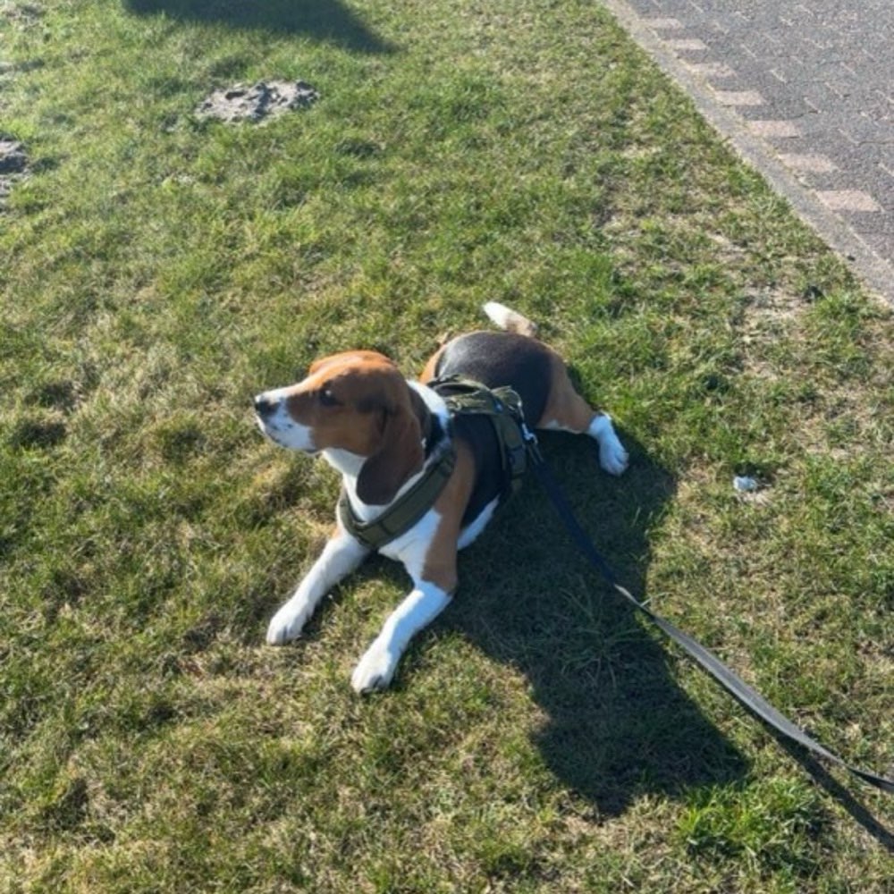 Hundetreffen-Gassirunden-Profilbild