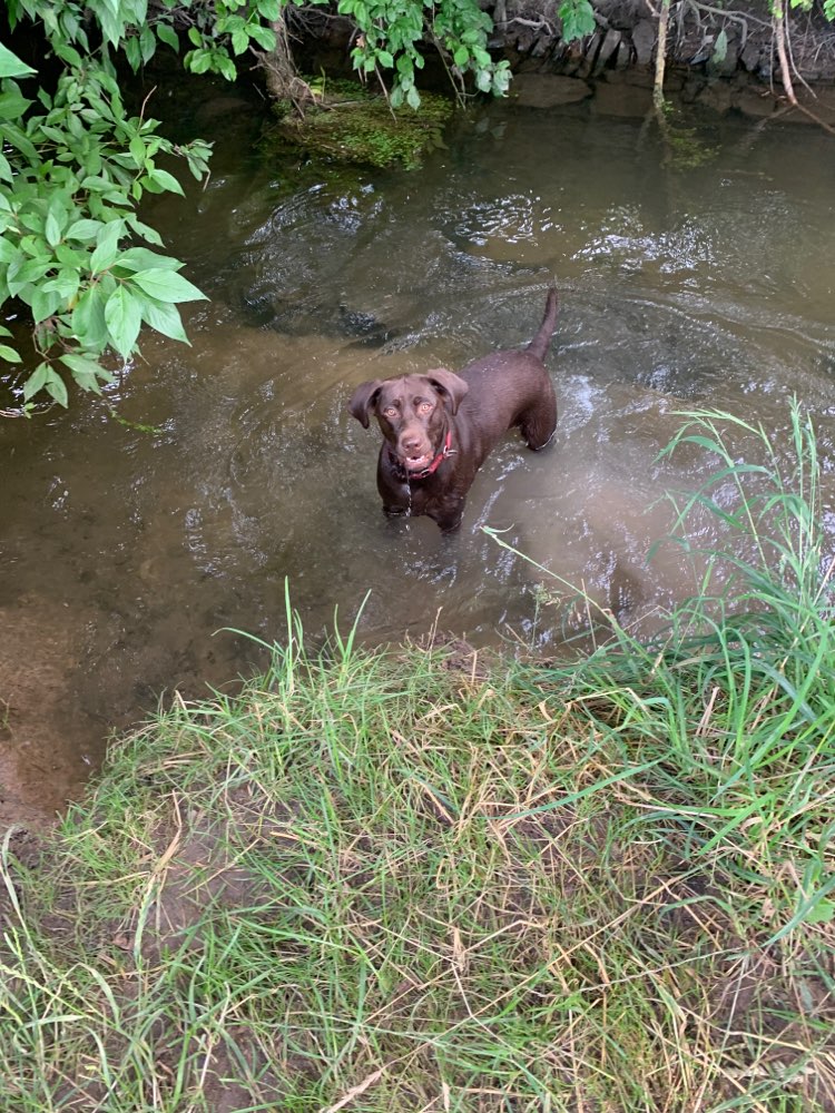 Hundetreffen-Spielen und Gassi-Profilbild