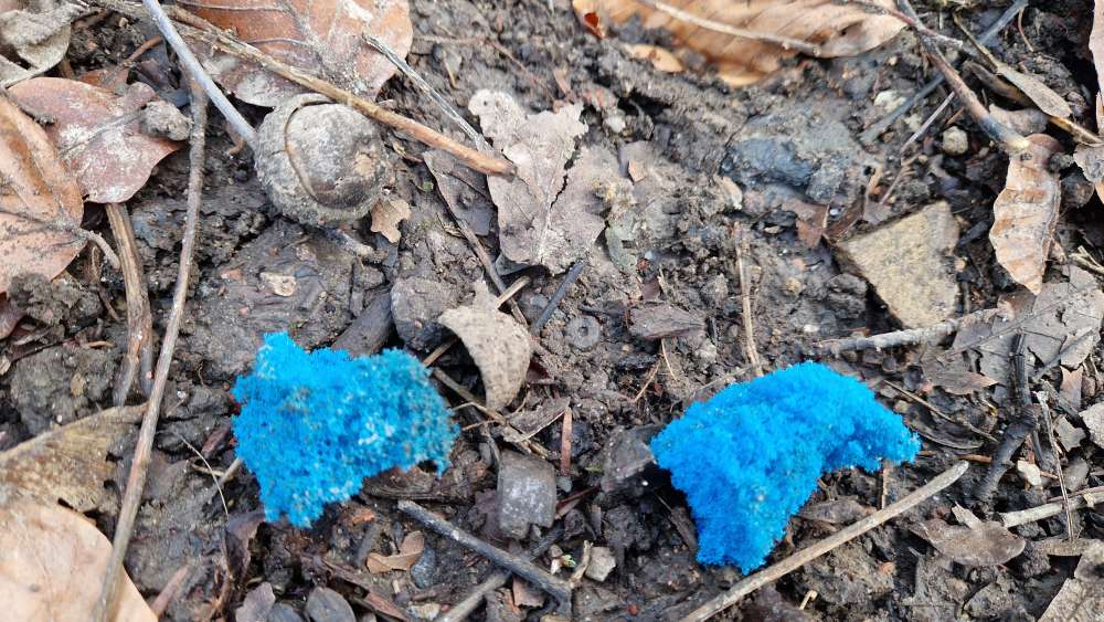 Giftköder-Blaue schwammartige Stücke-Profilbild