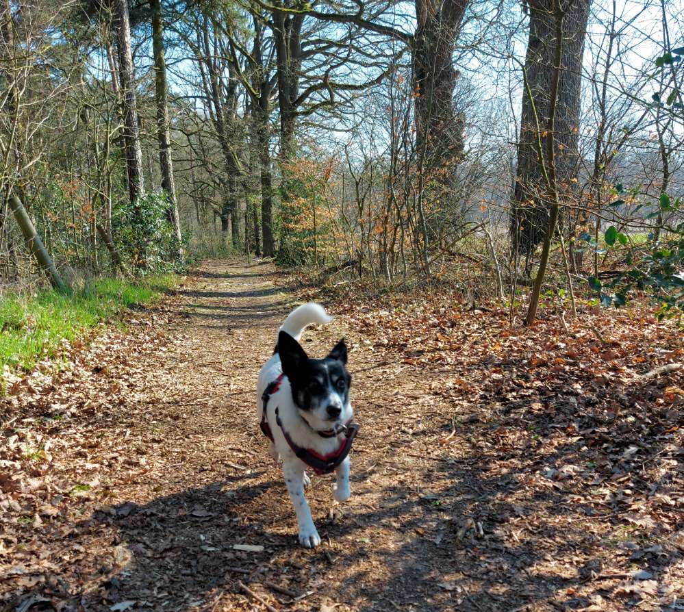 Hundetreffen-Hundebegnung und Spaziergang mit Absprache 😊-Profilbild