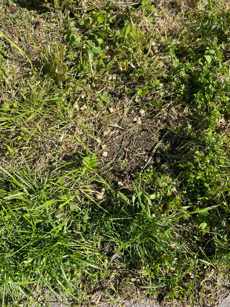 Giftköder-Kleine Brotstückchen gefunden,Giftköder?-Profilbild