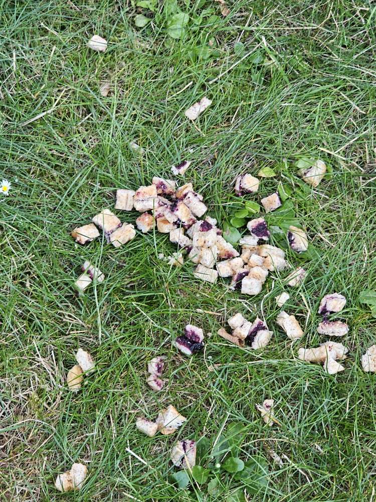 Giftköder-Vorsicht Giftköder-Profilbild