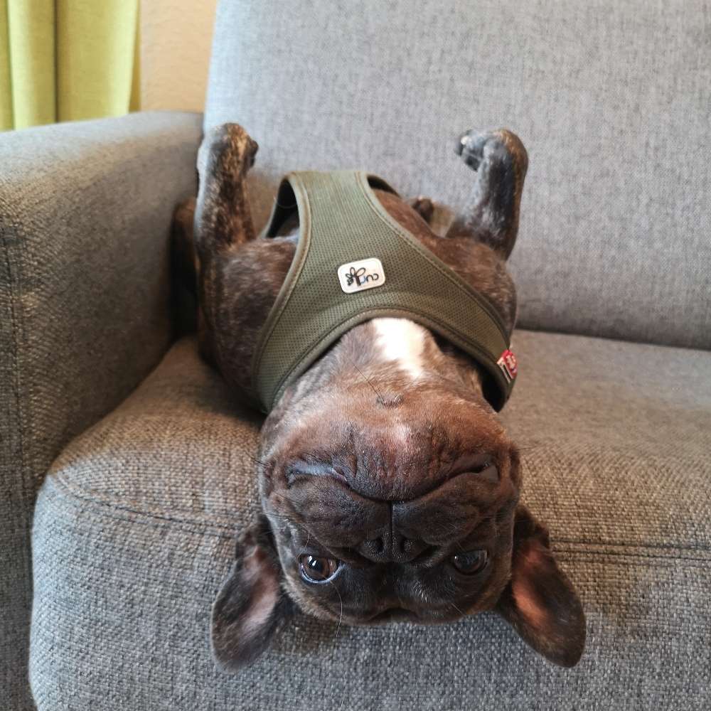 Hundetreffen-Social Walk mit Harry 🐾-Profilbild