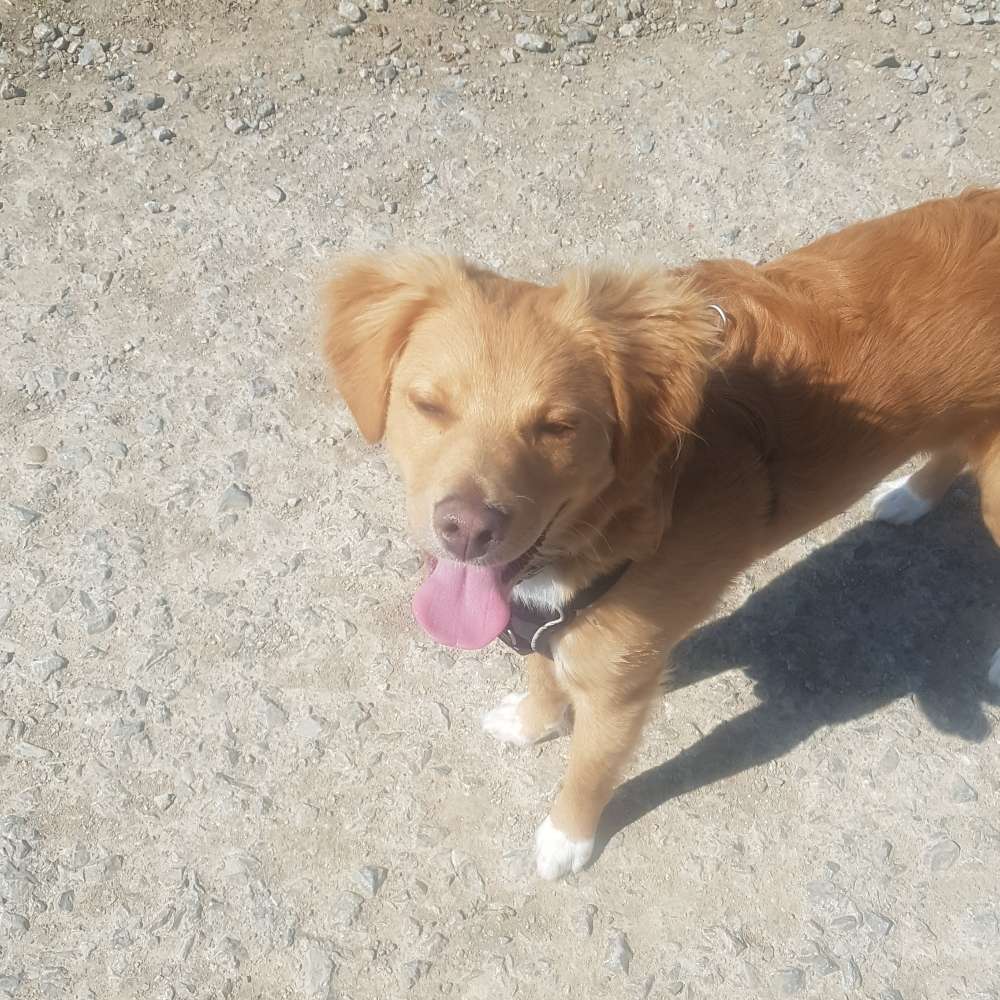 Hundetreffen-Gassigehrunde inkl.Spielen-Profilbild