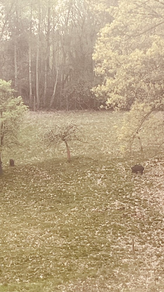 Giftköder-Wildschweine in Obercastrop!!!-Profilbild