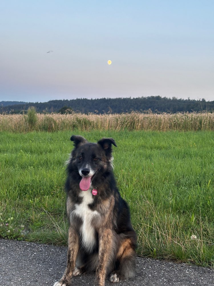 Hundetreffen-Gassi- und Spielrunde-Profilbild