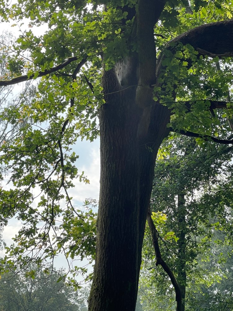 Giftköder-Eichenprozessionsspinner-Profilbild