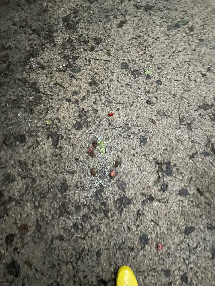 Giftköder-Giftköder / Erbrochenes?-Profilbild