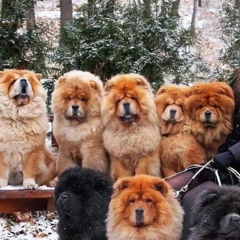 Hundetreffen-Chow-Chow treffen-Profilbild