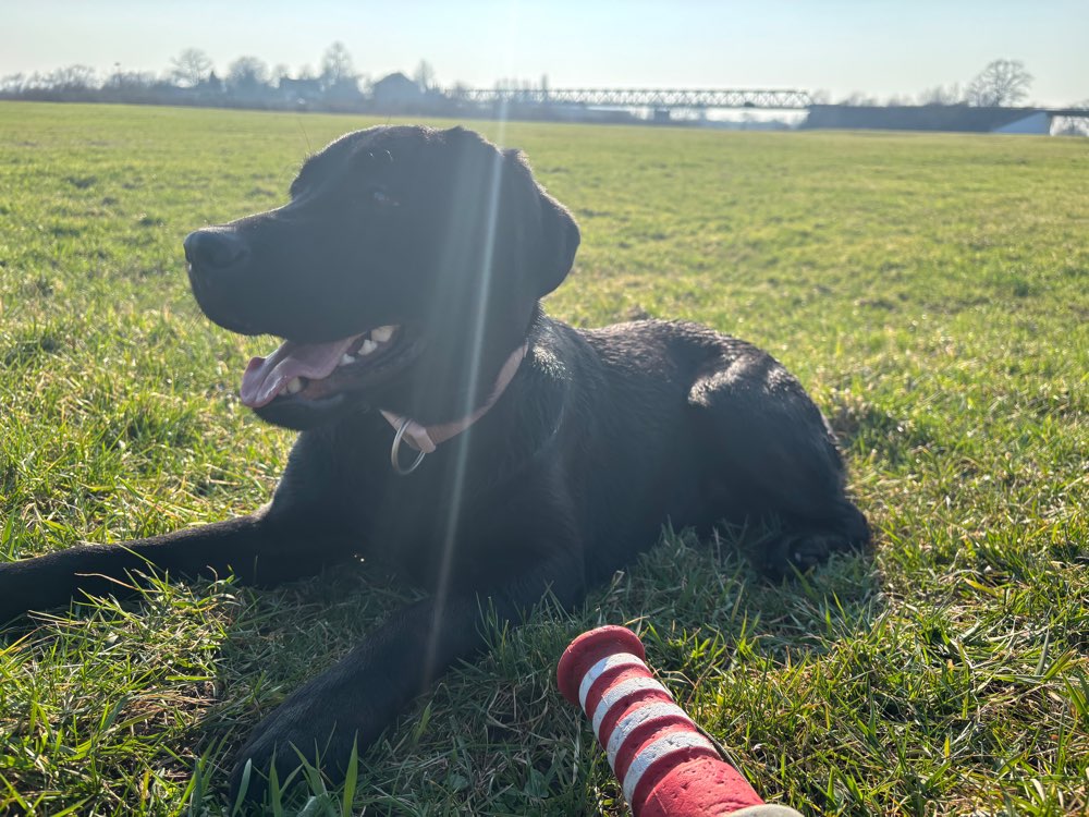 Hundetreffen-Labrador Treffen in Achim bei Bremen-Profilbild