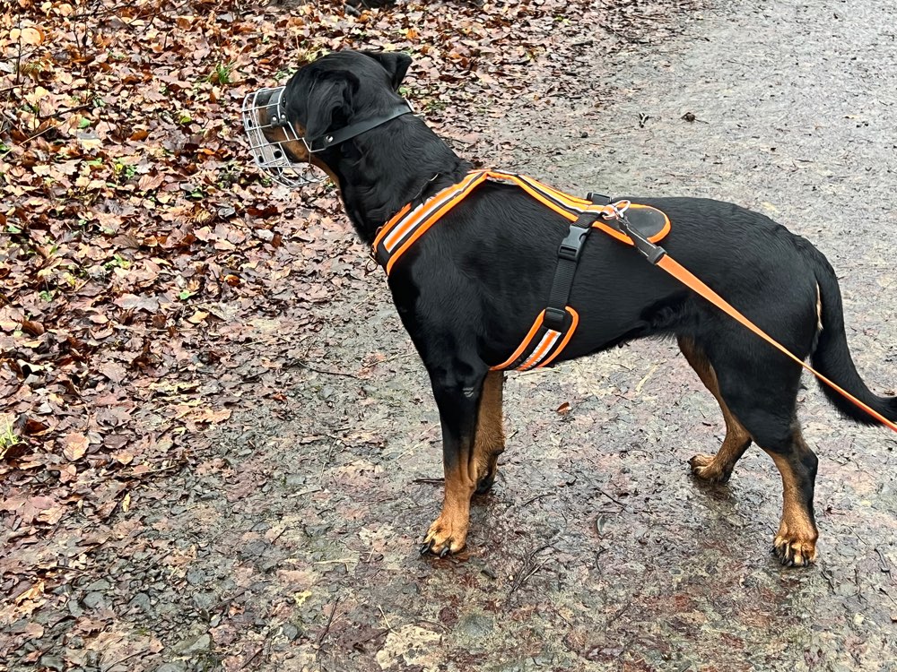 Hundetreffen-Social Walk an der Leine-Profilbild