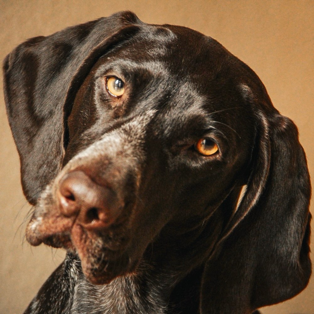 Hundetreffen-Fototag Diesdorf-Profilbild