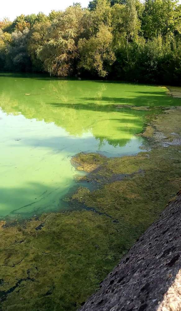 Giftköder-Blaualgen Tallesee-Profilbild
