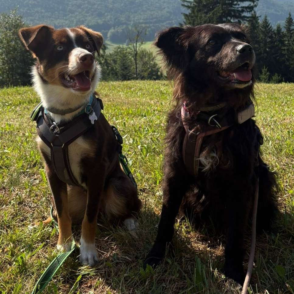 Hundetreffen-Gemeinsames Spazieren gehen🐶🐾-Profilbild