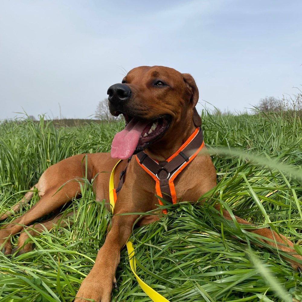 Hundetreffen-Gassirunden/ Training/ Freunde-Profilbild