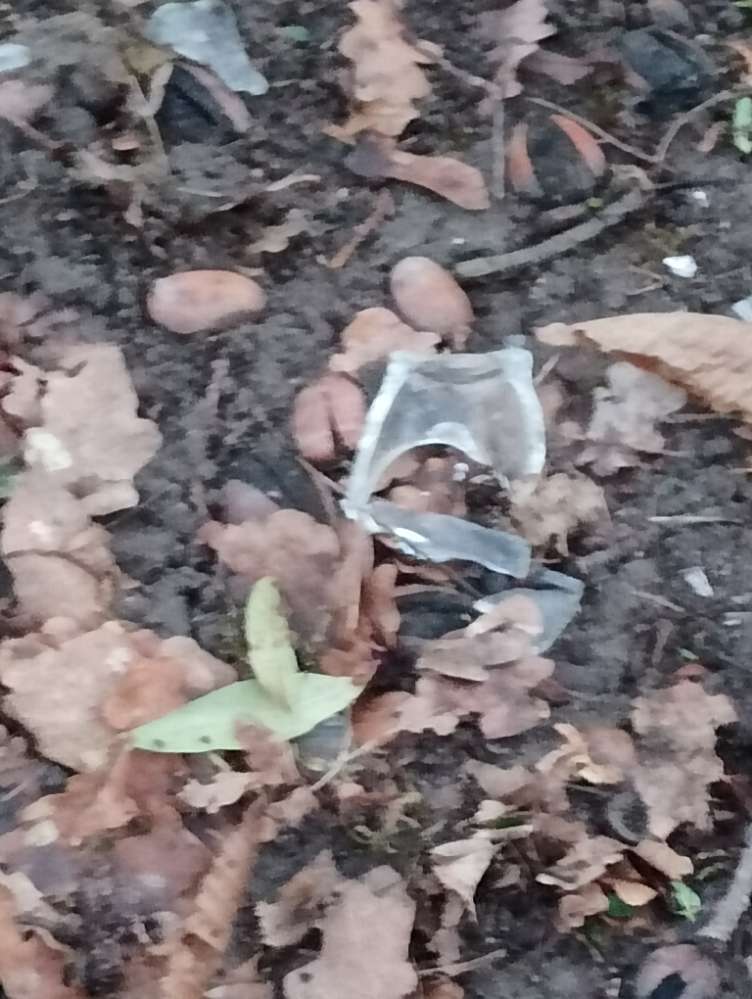 Giftköder-Glasscherben im Gestrüpp-Profilbild