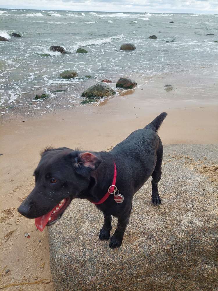 Hundetreffen-Gassi- Spiel und Spaßrunden-Profilbild