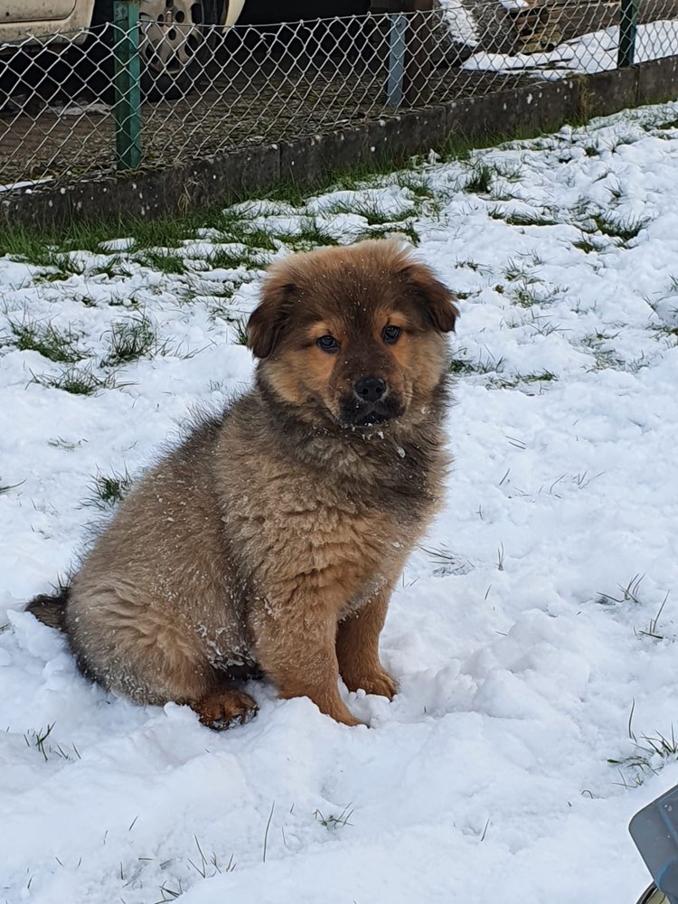 Hundetreffen-Welpentreff um und bei Geesthacht-Profilbild