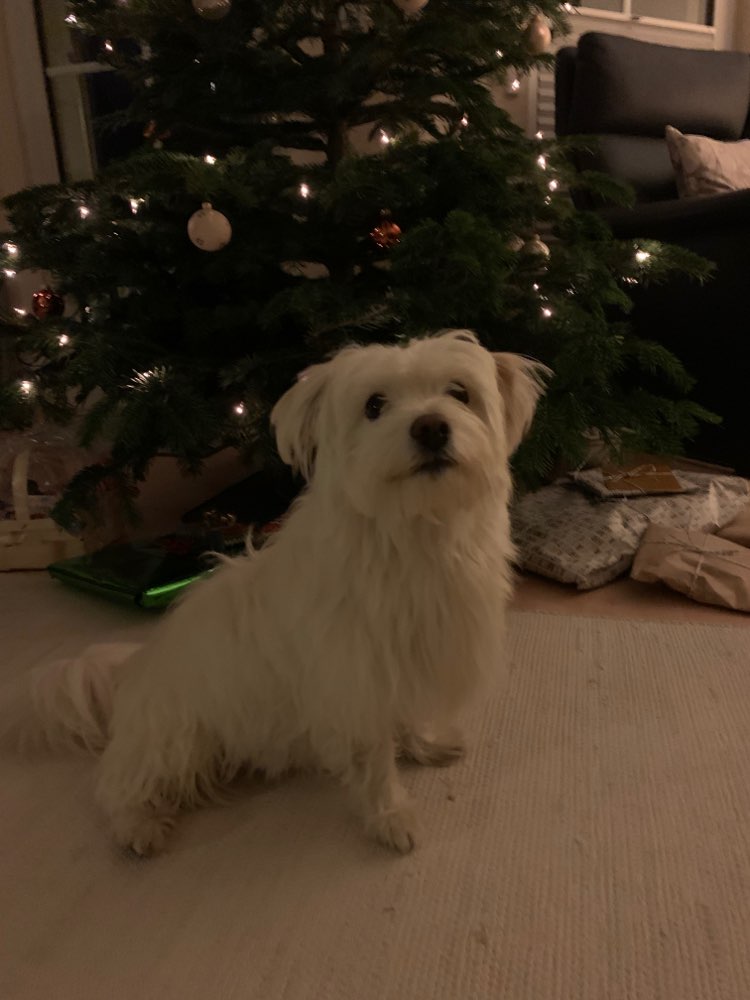 Hundetreffen-Gemeinsame Gassirunden in und um Montabaur-Profilbild