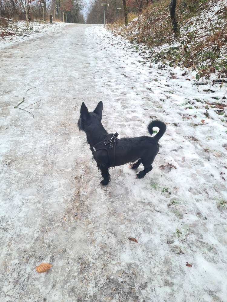 Hundetreffen-Spiele oder Gassirunde-Profilbild