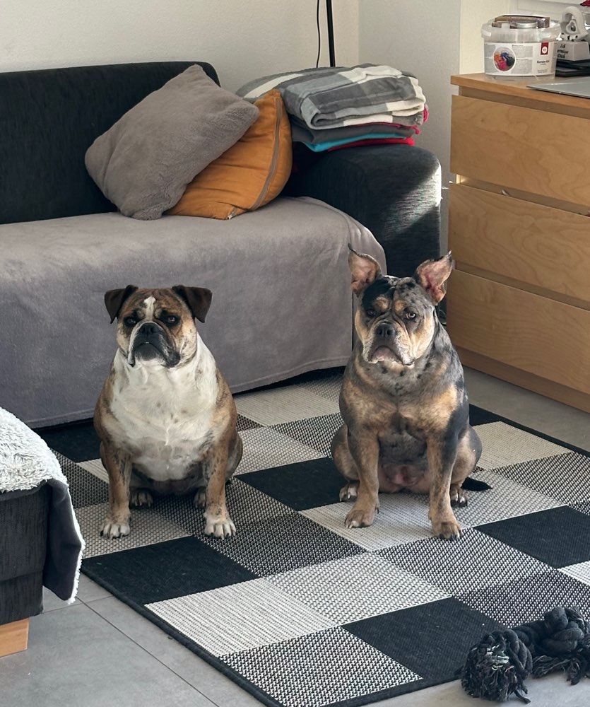 Hundetreffen-Gassi/Spiel Runde🐾-Profilbild