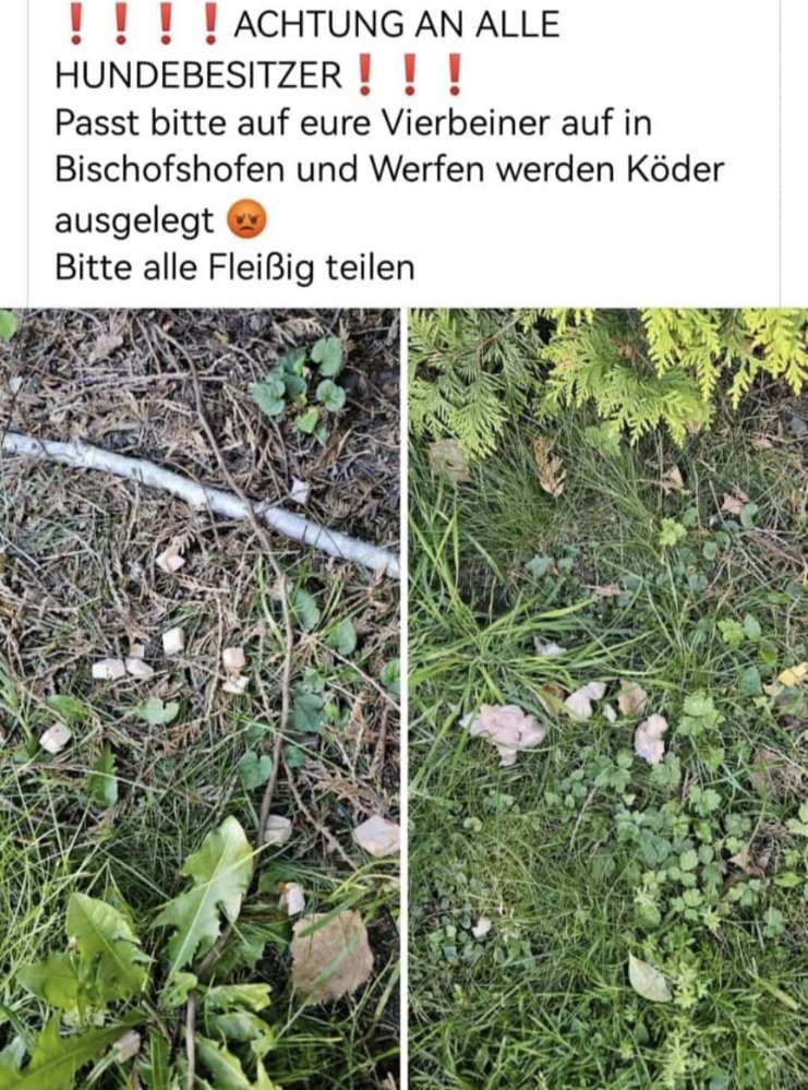 Giftköder-Giftköder in Bischofshofen und Werfen-Profilbild