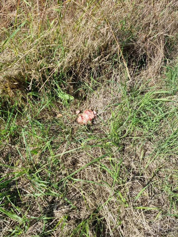 Giftköder-Rohes Fleisch-Profilbild