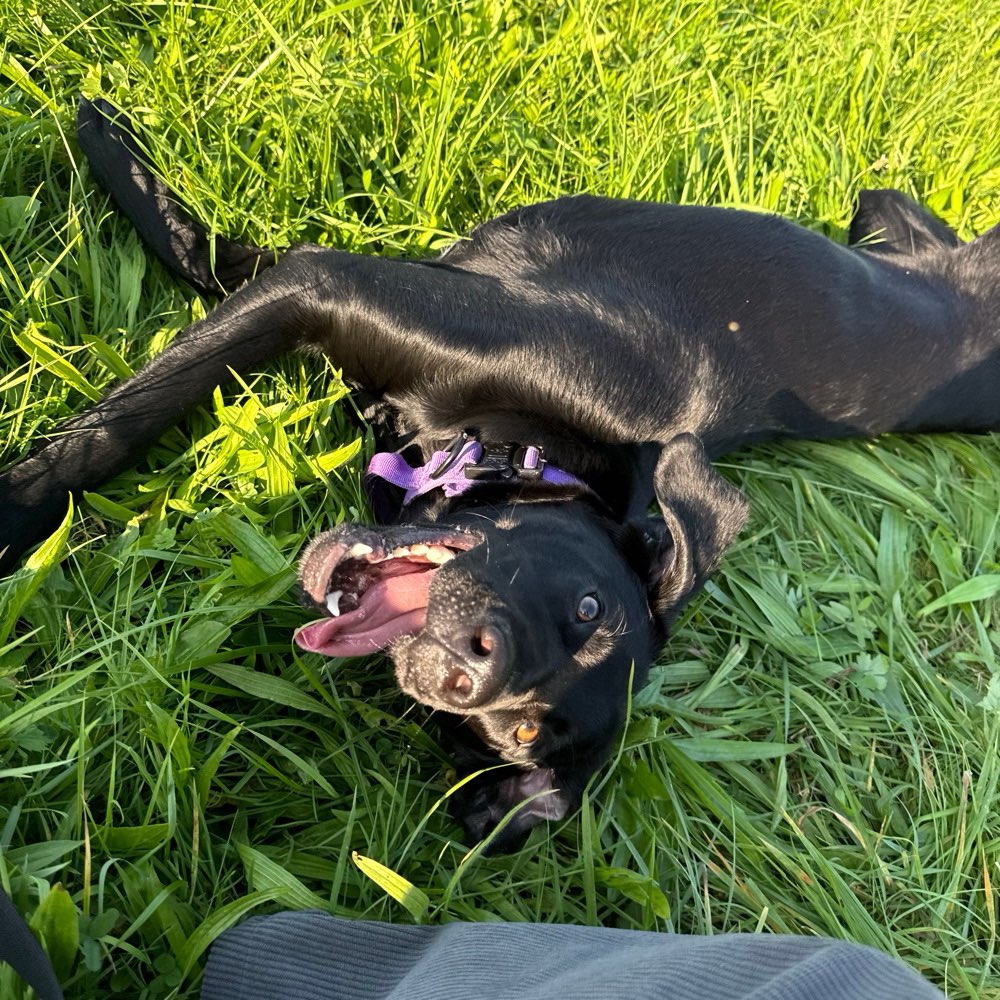 Hundetreffen-Treffen zum Spielen-Profilbild