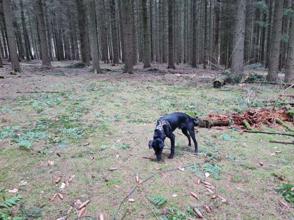 Hundetreffen-Junghundtreffen im Walde oder Wiese🌲-Profilbild