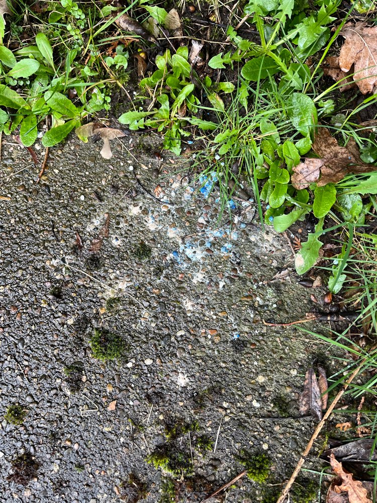 Giftköder-Möglicher Giftköder (Dünger, Gift?)-Profilbild