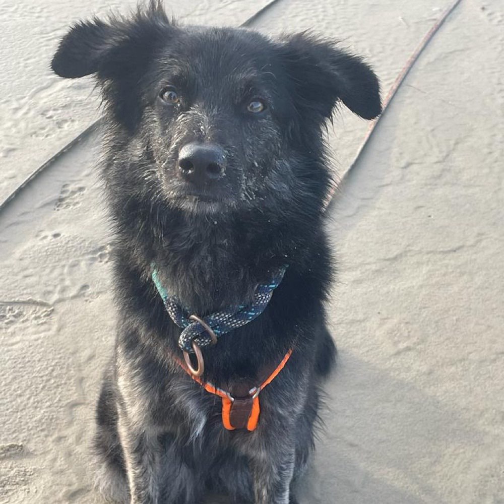 Hundetreffen-Social Walk-Profilbild