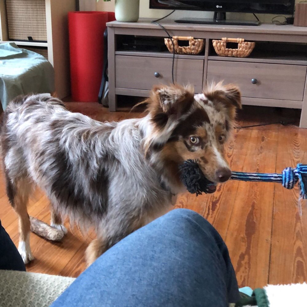 Hundetreffen-Junger Aussi sucht Spielpartner-Profilbild