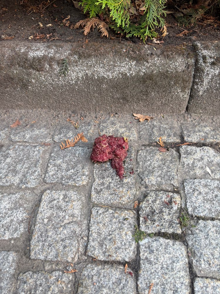 Giftköder-Potenzieller Giftköder-Profilbild