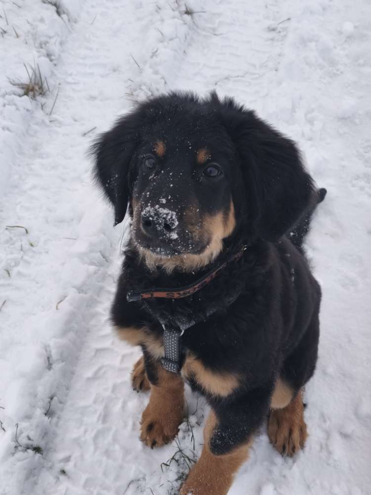 Hundetreffen-Hundefreunde gesucht - von Jung bis Alt-Profilbild