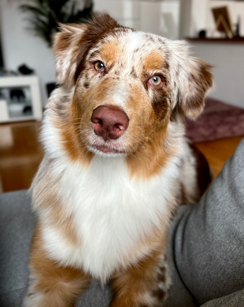 Hundetreffen-Spiel und Trainingspartner gesucht!-Profilbild