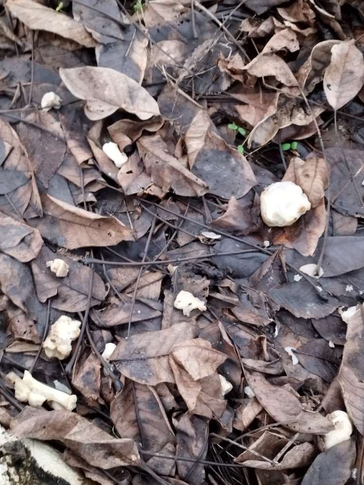 Giftköder-Knochenreste-Profilbild