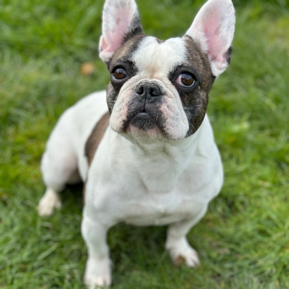 Hundetreffen-Gemeinsame Spaziergänge-Profilbild