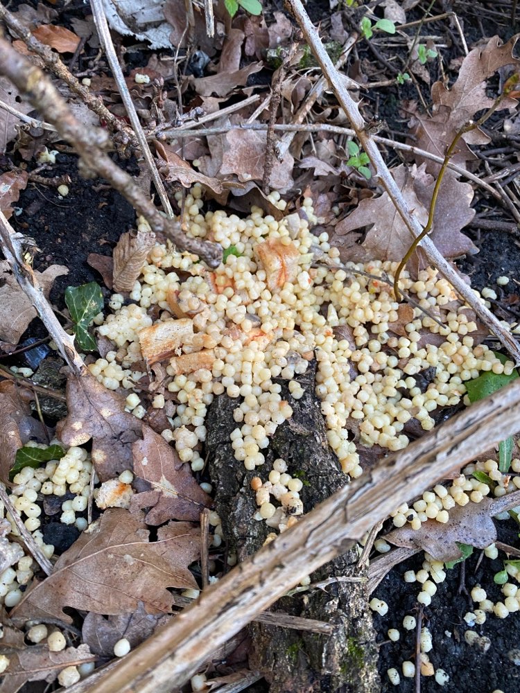 Giftköder-Giftköder / ggüber Waldorfsch. beseitigt-Profilbild