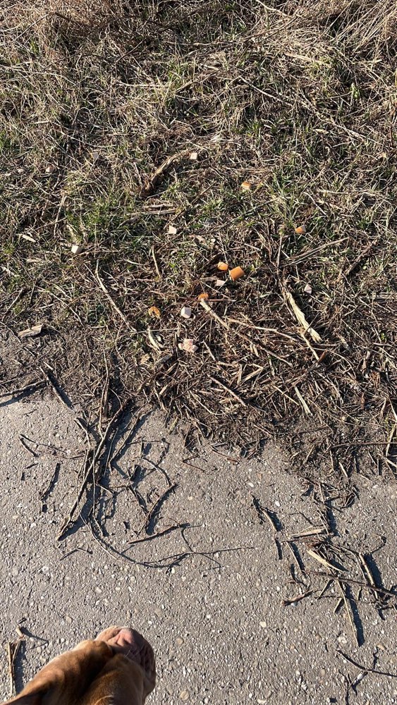 Giftköder-Wurststückchen-Profilbild