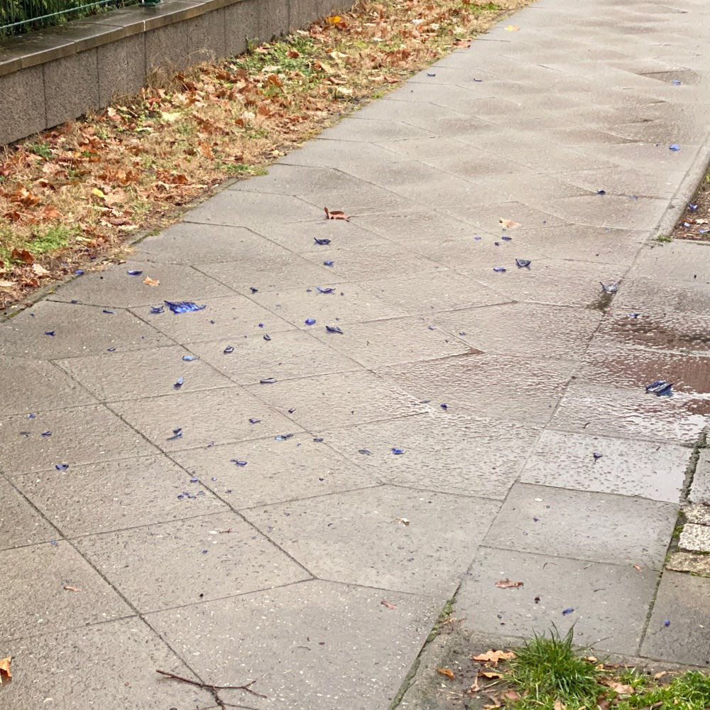 Giftköder-Flasche zerbrochen, überall Glasscherben-Profilbild